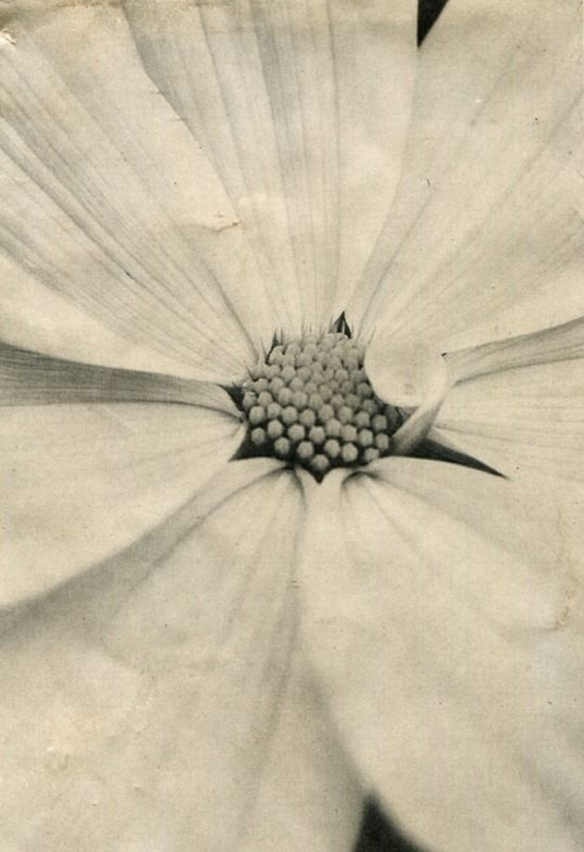 The Hidden Mineral Your Skin’s Been Craving: Why Magnesium Butter Beats Regular Lotion